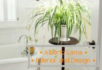10 Best places in a house for large plants