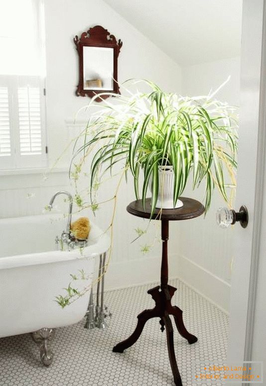 Bathroom decoration with indoor plants