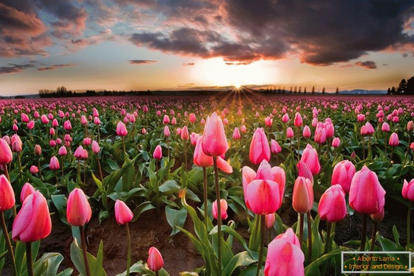 Spring flower fields in Holland