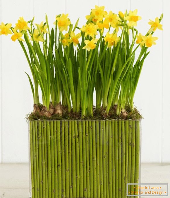 Daffodils and cornel stems