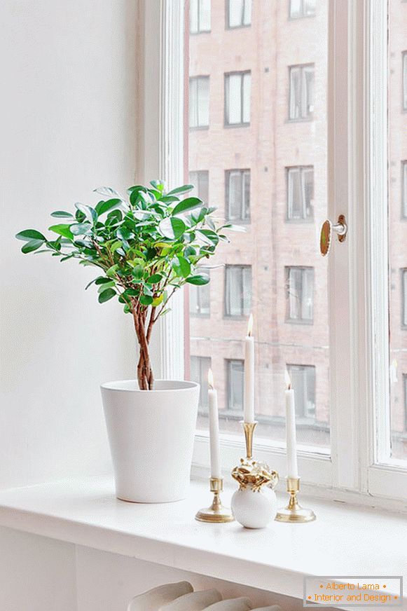 Plant and candles on the windowsill
