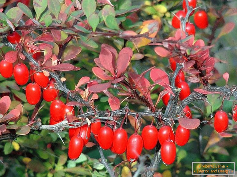 Berries of barberry