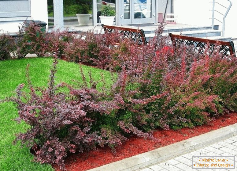 Example of the lawn decoration with bushes of barberry.