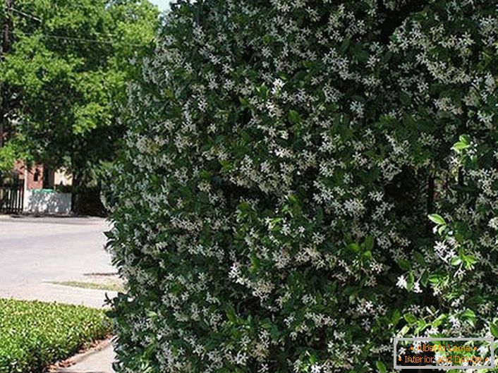 Fragrant jasmine in the southern regions of Russia blooms from April to September, the collection of flowers begins in July before the beginning of autumn. 