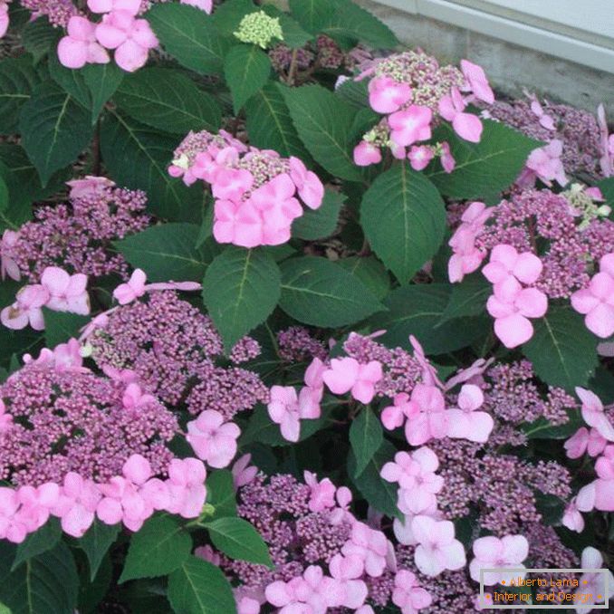 The blossoming hydrangea flowers are large-leaved.