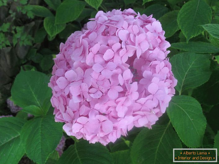 Large-leaf hydrangea is soft pink.