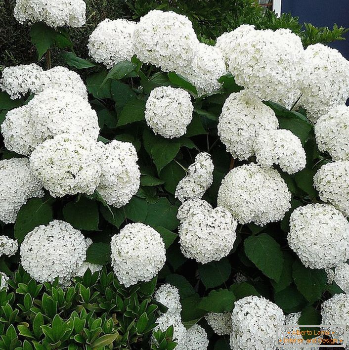 Hortensia bush with large round white snow-white buds at the entrance to the house.