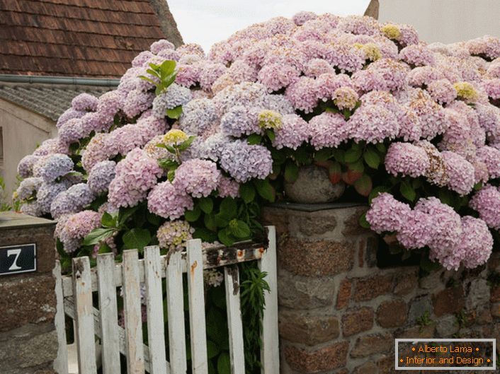 Sprawling bush hydrangea large-leaved.