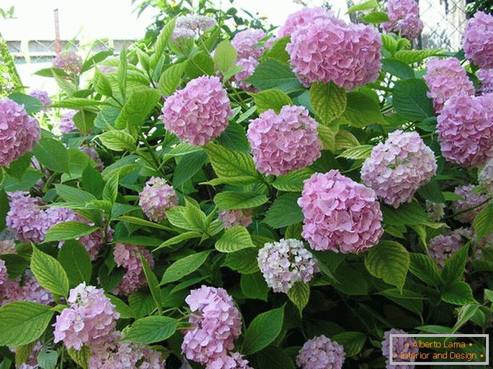 Large buds of soft pink color are favorites of this summer season.