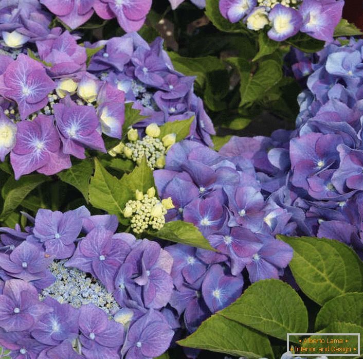 Violet large-leaf hydrangea will