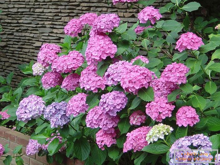 A path of hydrangeas with lilac flowers over the stone fence.