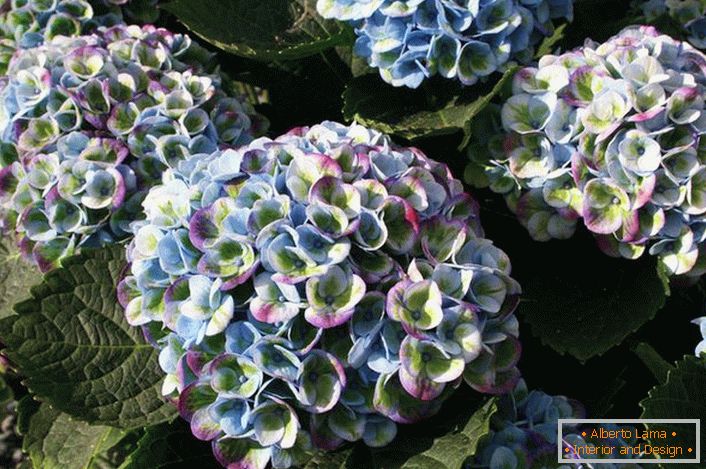 Hortensia with multi-colored buds is an interesting option for decorating a garden plot.