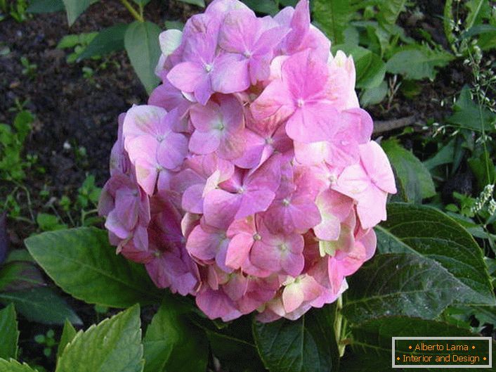 Correctly groomed inflorescence hydrangeas.