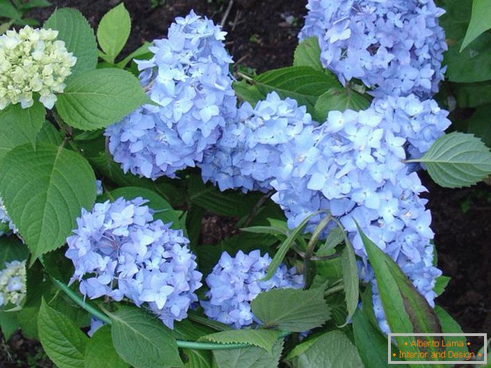 Hortensia large leaf variety