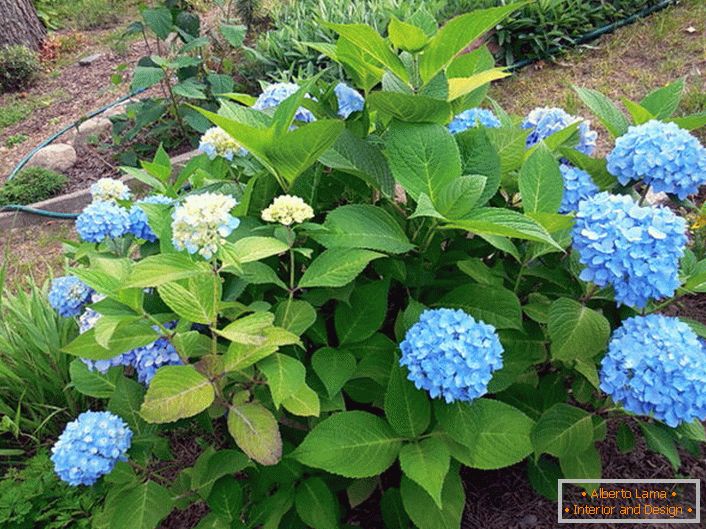 Hydrangea large-leaved Bloom Star with blue flowers.