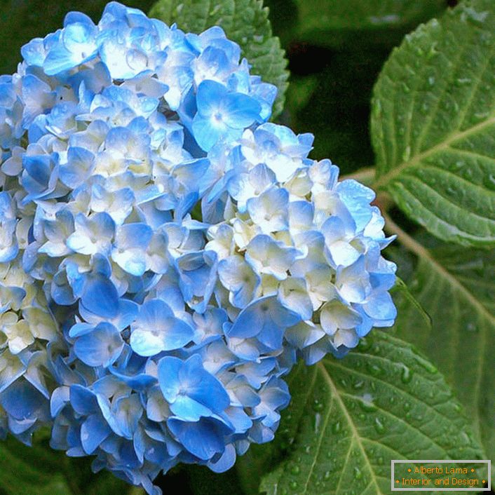 Hydrangea Bloom Star.