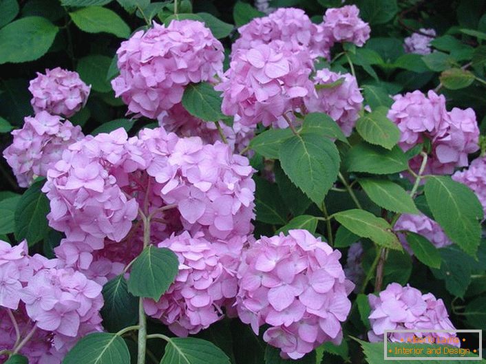 Pale purple flowers of hydrangea are large-leafed decorating any garden.