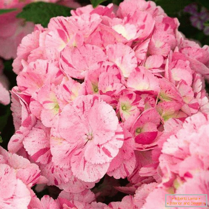 Large-leaved hydrangea Hovaria Hanabi Rose.