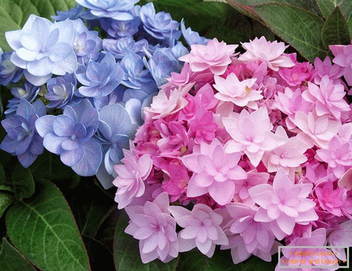 Semi-double flowers of Hydrangea Blushing Bride Endless Summer.