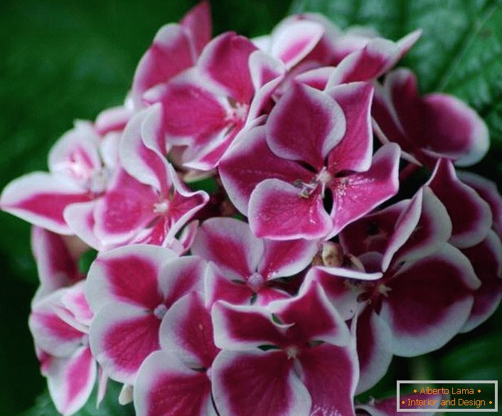 Inflorescence of Hydrangea Avantgarde. 