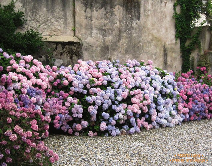 Well-groomed lush bushes of hydrangeas.