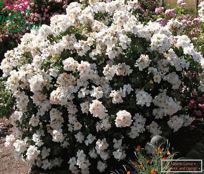 A fragrant bush of a white rose is a sort of Sally Holmes.