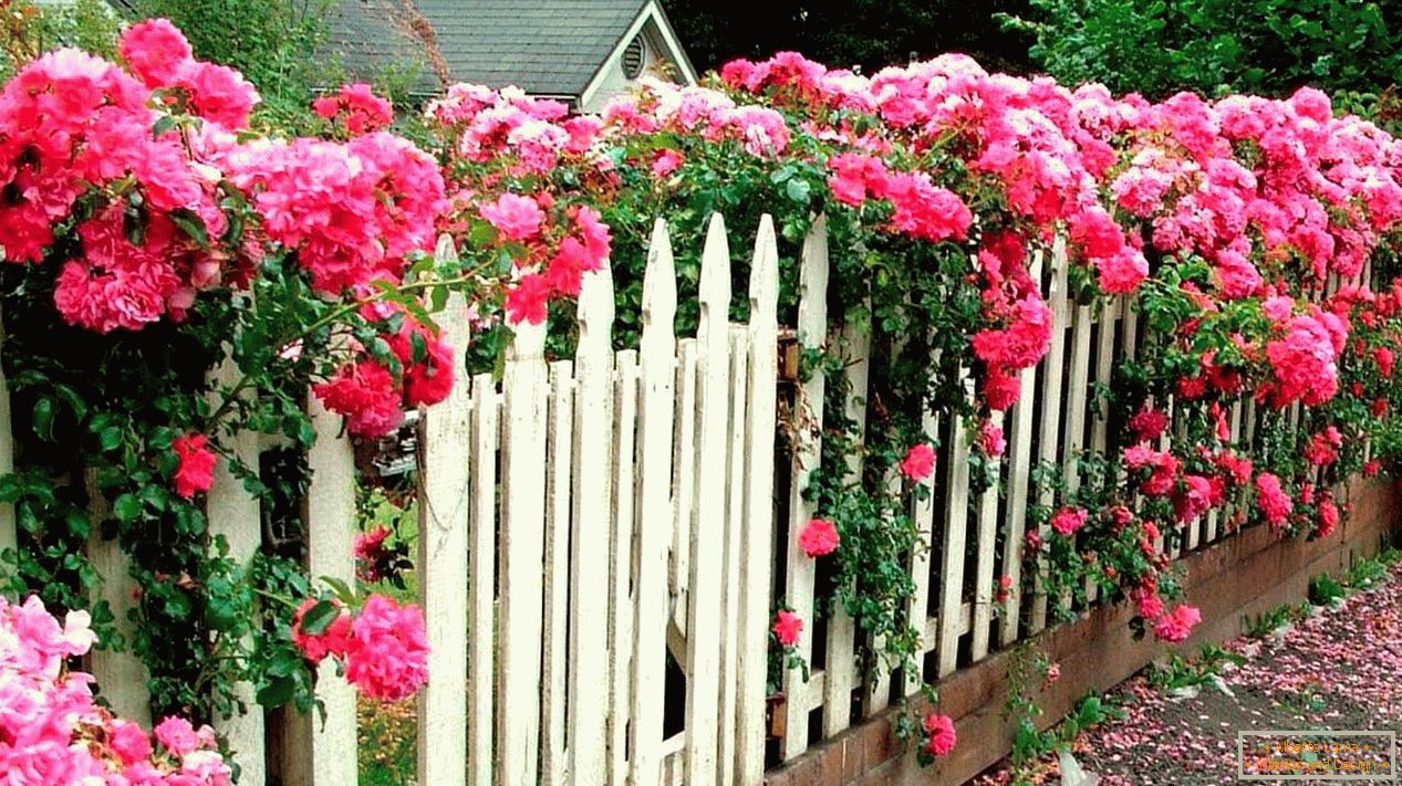 White wooden fence