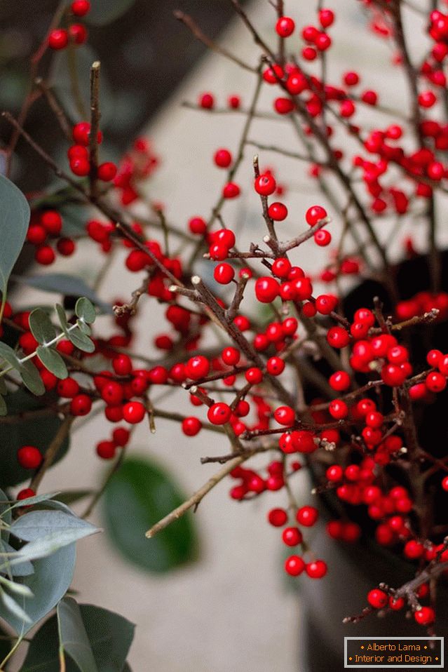 A branch of holly berries