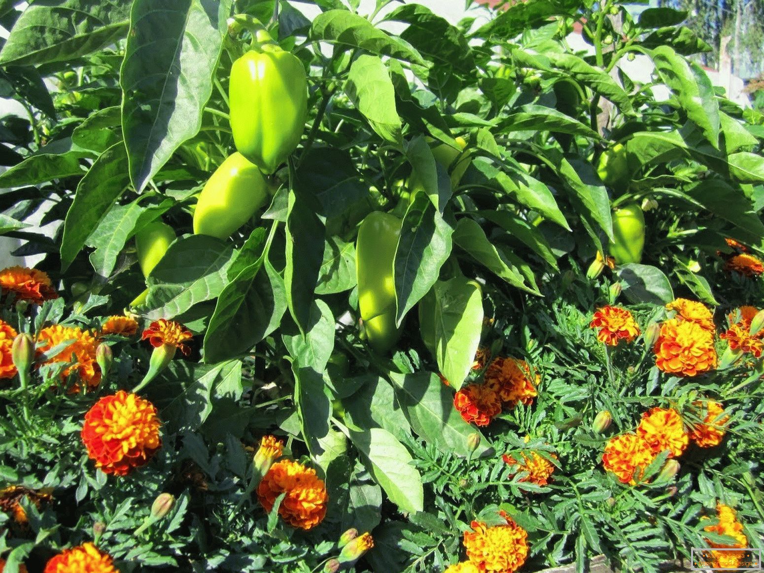 Flowers in a garden with pepper