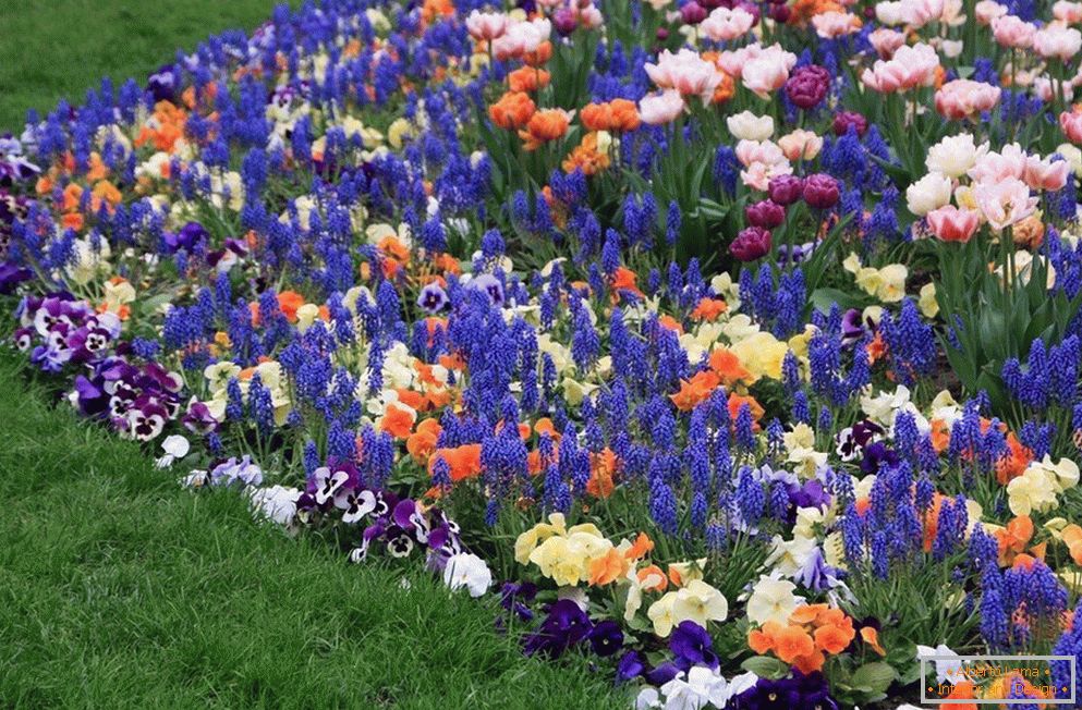 The combination of flowers in the flower bed