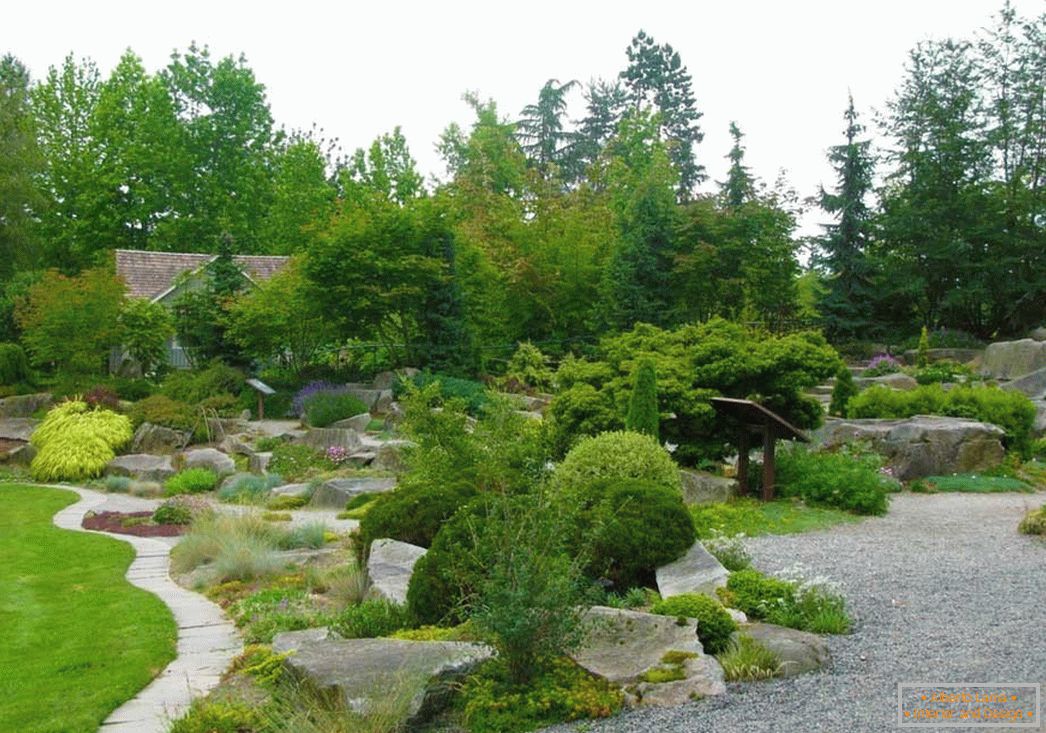 Shrubs and stones