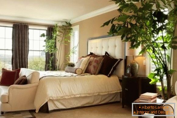 High indoor plants in the bedroom