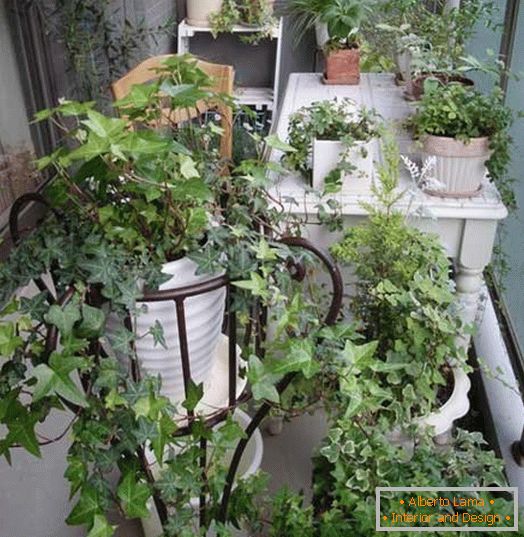 Small garden на маленьком балконе
