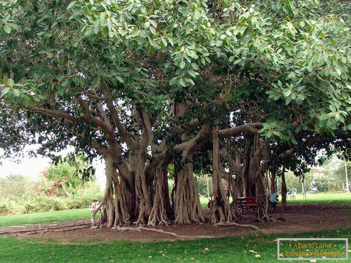 Bengal ficus is a tree from the family of Tutov, grows in warm countries of India, Thailand, Sri Lanka, Bangladesh. Under favorable conditions, or man-made, the Bengali ficus reaches enormous dimensions due to the drooping air roots from the horizontal trunks of the tree. The roots go down and if not wither take root, giving the tree to expand in breadth. The circumference of the crown of such a tree can reach 600 meters.