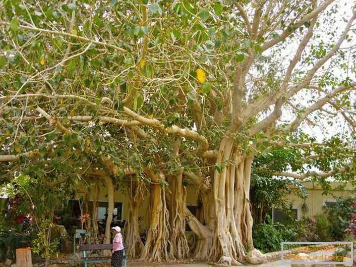 In Thailand, ficus is considered a sacred tree and as a symbol is depicted on the arms of the country.