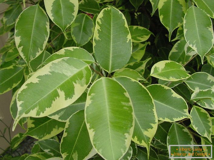 Tree ficus can be found in apartments, offices, winter gardens. There is a belief that ficus possesses