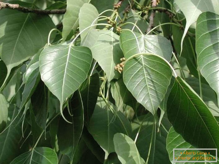 According to the Thai, Ficus brings luck and drives away evil spirits.