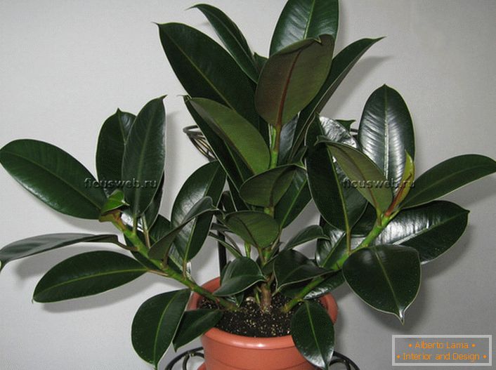 Perfectly well-groomed ficus Elasnica Melany.