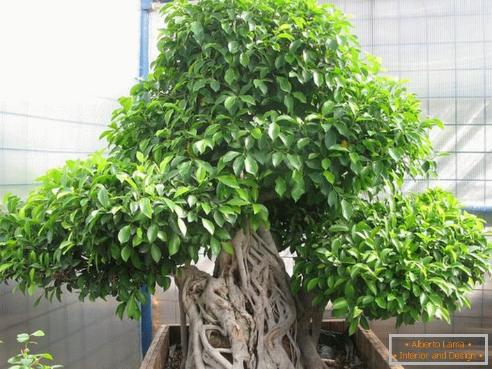 The fanciful ficus of the microcarp.