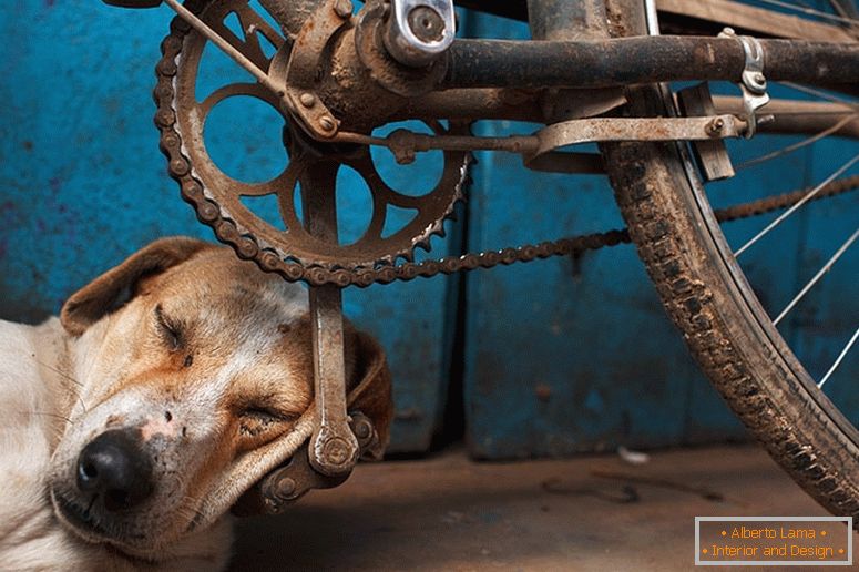 The dog fell asleep on the bicycle pedal