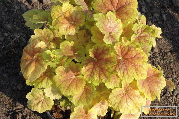 Geiger can grow in pots. Autumn color Geichers in yellow-red tones.