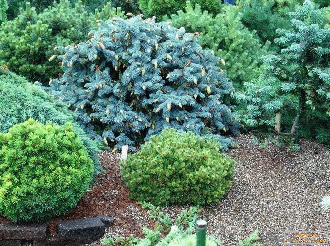 Landscaping with coniferous plants