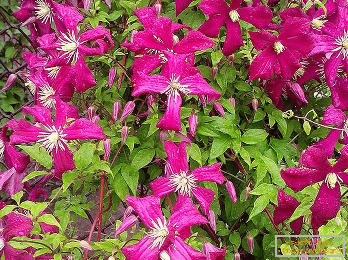 A beautiful combination of dark pink flowers and delicate green leaves of tightly woven mesh netting Clematis Madam Julia.