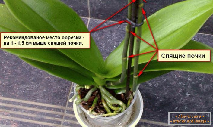 Recommendations for trimming an orchid bush.