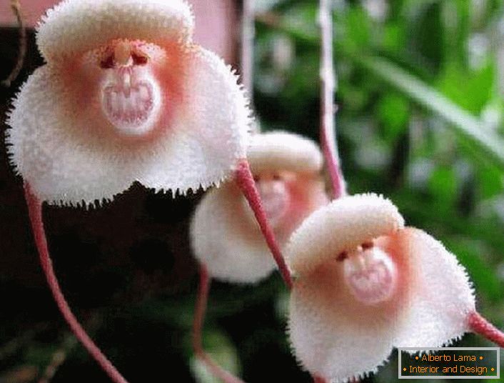 Orchid from the shores of the Amazon
