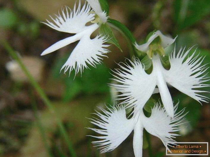 A surprisingly unusual flower resembling a white stork. The orchid is Japanese.