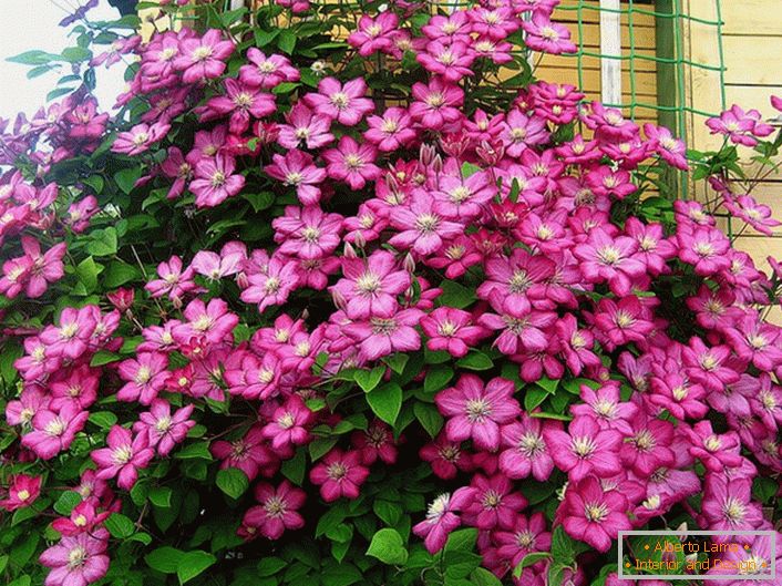 Clematis bright pink color decorates the corner of the villa. Favorite flower of modern summer residents. 