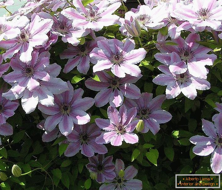 White-pink flowers of the climate in the sun's rays. Amazing beauty will be the decoration of any infield.