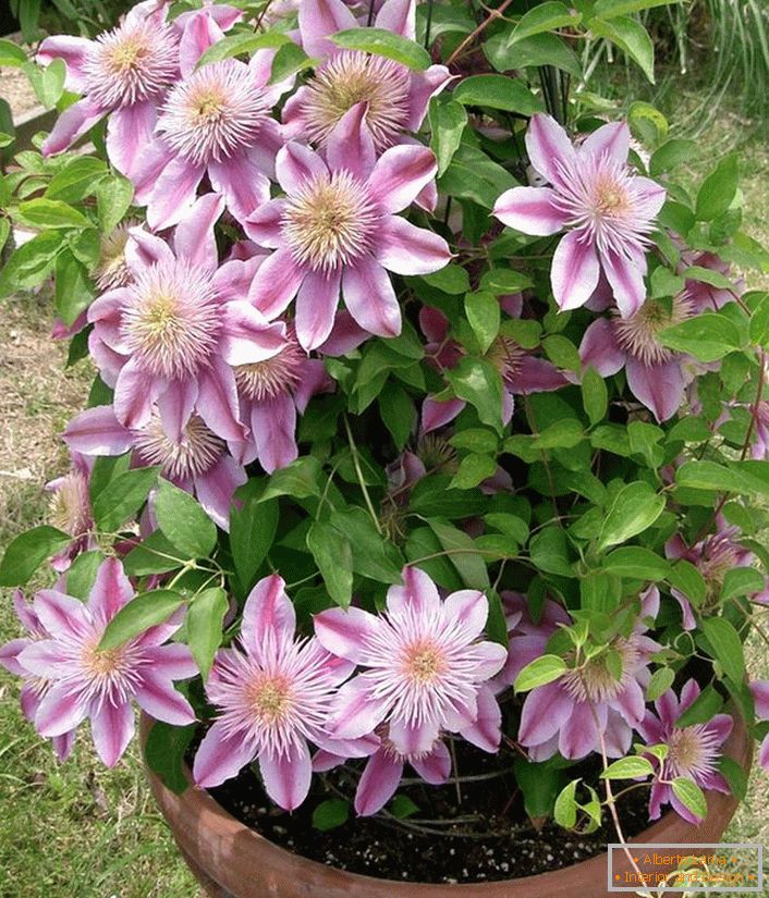 Clematis sort Nelly Moser.