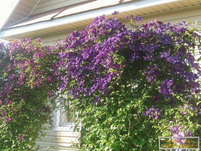 Clematis is a dark lilac color curled over a fence of metal mesh. A successful solution of the landscape designer.